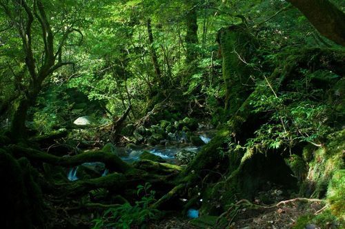 ビオトープ　滝