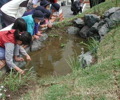 学校ビオトープ　屋上