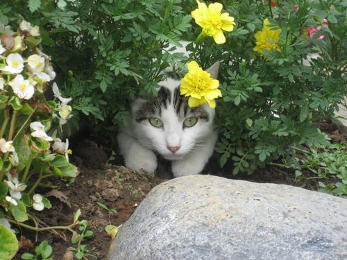 ビオトープにやってきた子猫