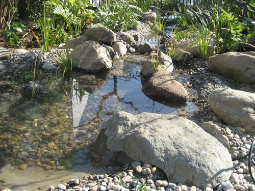 庭のビオトープ(流れと池)