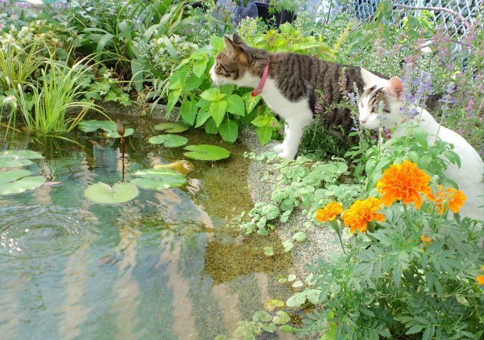 ビオトープと猫