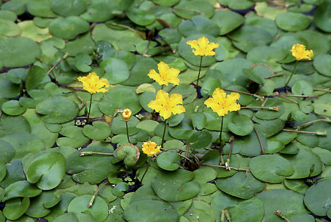 ビオトープ　水生植物