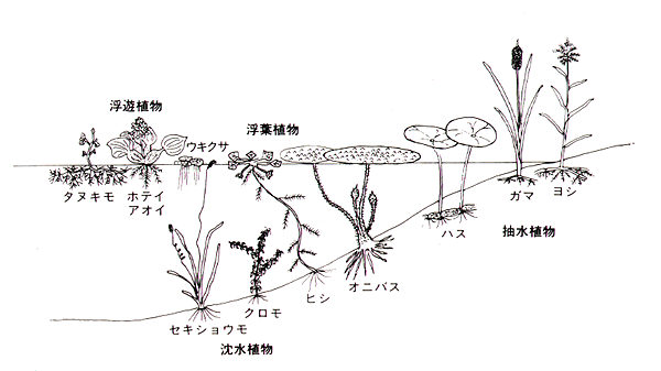 ビオトープ　水生植物