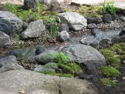 庭のビオトープ　小川