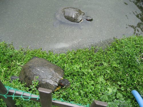 学校のビオトープ(柏)