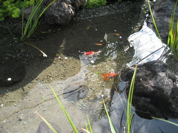 屋上庭園　メダカ