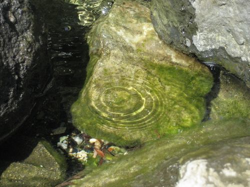 ビオトープの岩に付着した藻類