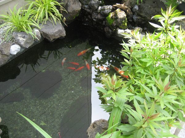 錦鯉の池