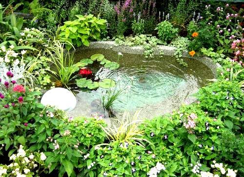 庭のビオトープ（湧水池）