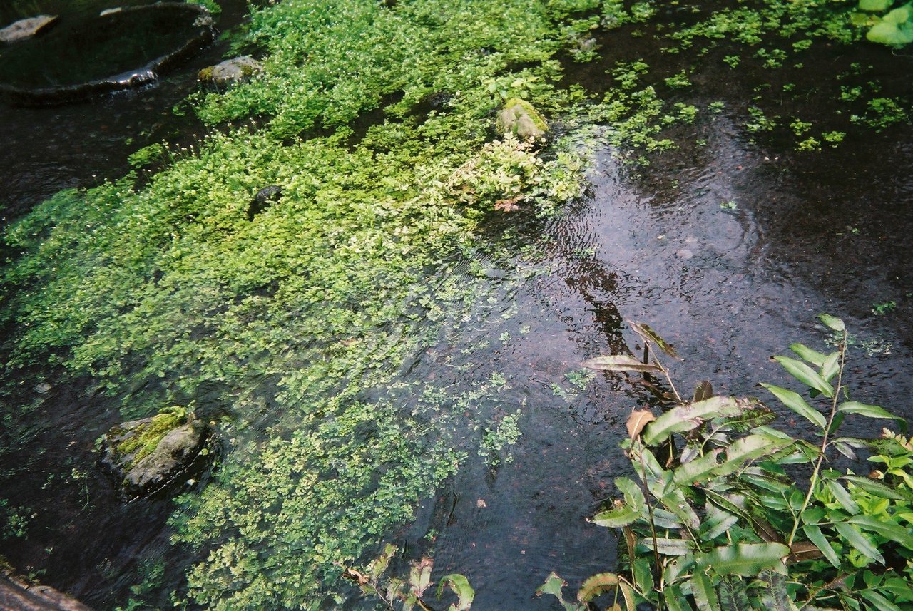 ビオトープ　湧水池