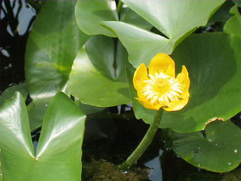 ビオトープ　水生植物