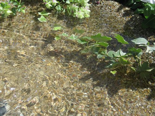 ビオトープユニット(湧水の心池)と水生植物