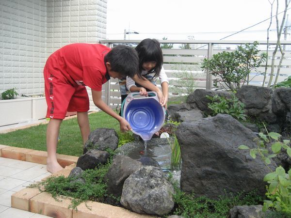 屋上庭園　メダカの放流