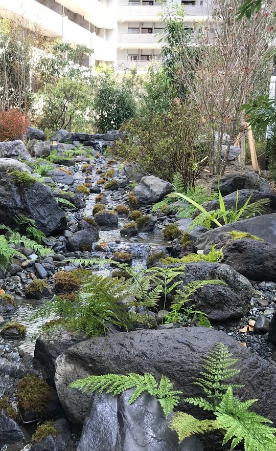 ビオトープの植栽