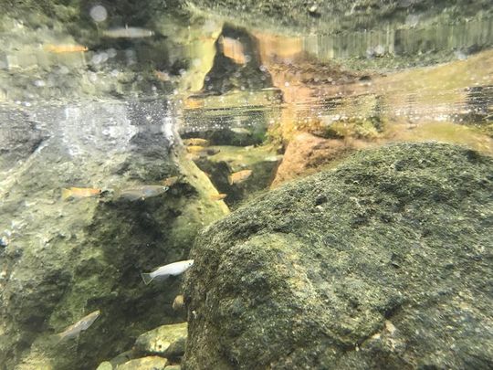 ビオトープ　水中