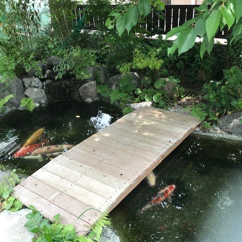 池　錦鯉