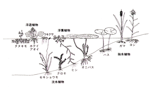 ビオトープ 水生植物
