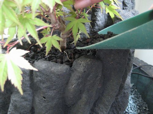 植栽